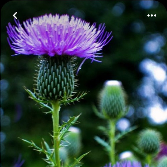 Meet your Posher, Lori - Picture 4 of 4